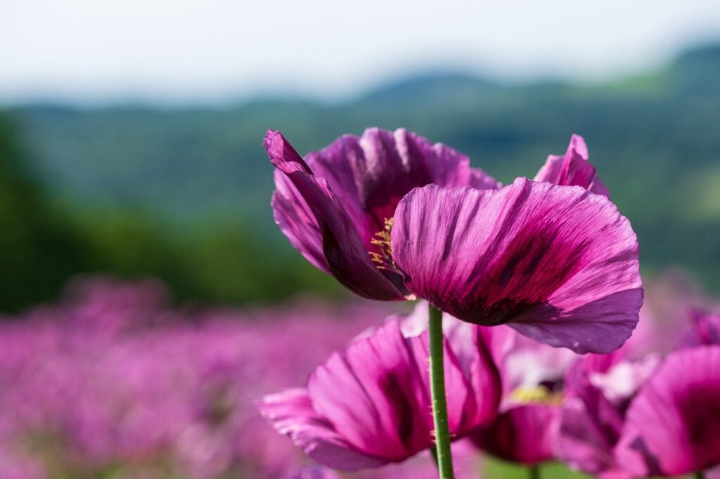 flower, poppy flower, blossom-8030962.jpg