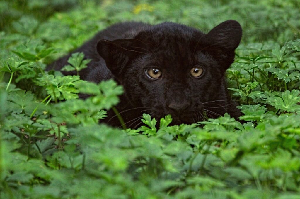 picture, black panther, leopard-8013085.jpg